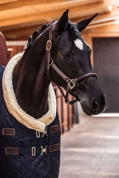 Kentucky skórzany kantar anatomiczny - brązowy