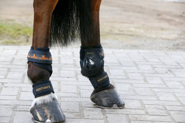 Kentucky opaski na pęciny