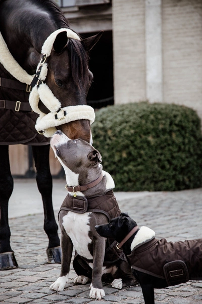 Kentucky derka dla psa Original - brązowa