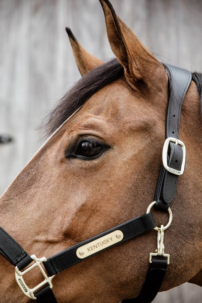 Kentucky kantar Nylon Anatomic - czarny