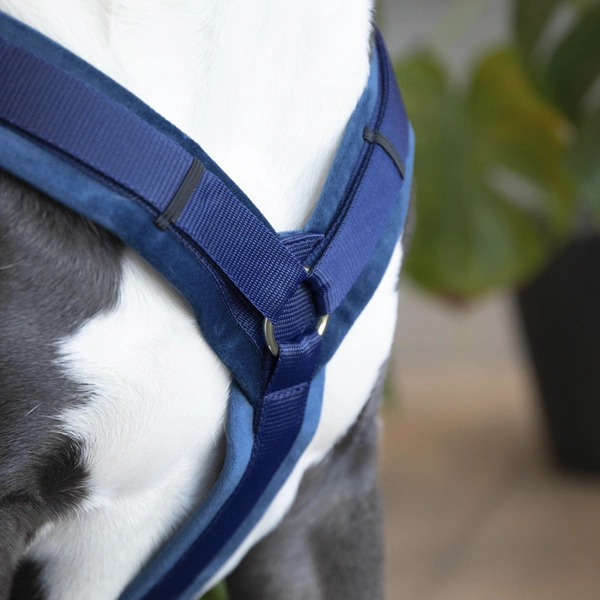 Szelki dla psa Kentucky Active Velvet - granatowe