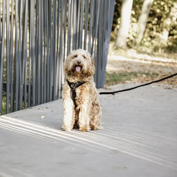 Smycz Kentucky Velvet 2m - czarna