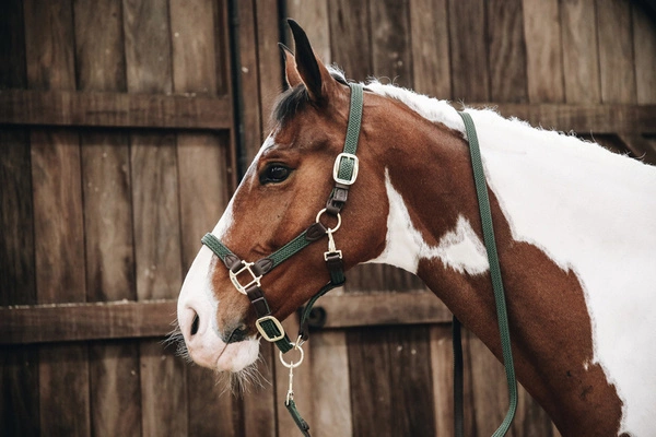 Kentucky kantar pleciony - zielony