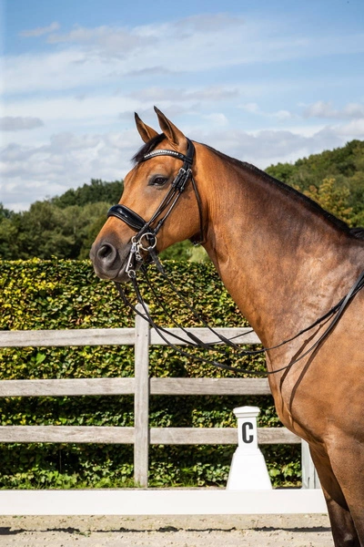 Ogłowie rurkowe munsztukowe Dy'on z szerokim lakierowanym nachrapnikiem szwedzkim
