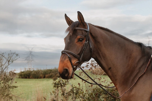 Gumowe wodze z 7 stoperami i zapięciem pierścieniowym 1/2" Dy'on Working