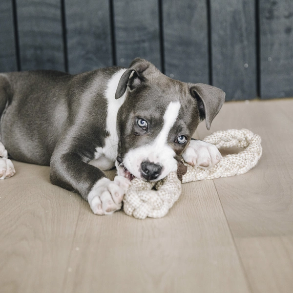 Zabawka dla psa Kentucky - ósemka