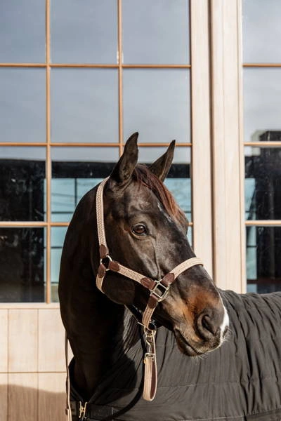 Kentucky kantar pleciony - beżowy