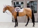 Kentucky czaprak Onion Quilt 3D Logo - jasnoróżowy