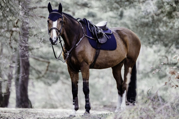 Kentucky czaprak Fishbone - granatowy