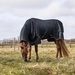 Kingsland derka z kapturem Classic Primary Turnout Rug 200 g - granatowa