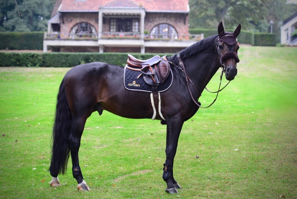 Kentucky podkładka pod siodło Absorb - czarna z brązową lamówką