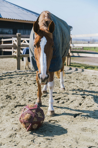 Kentucky elastyczna piłka na siano Relax Horse Play & Hay Ball - bordowa