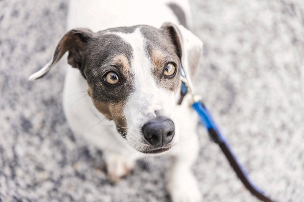 Pleciona smycz Kentucky Nylon 1,2m - błękitna