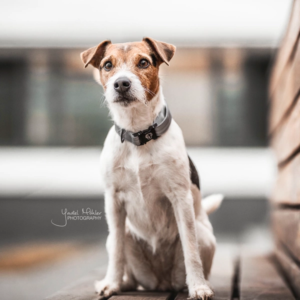 Obroża Kentucky Reflective