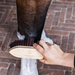 Szczotka Wooden Classic Brush short hard - Kentucky Grooming Deluxe