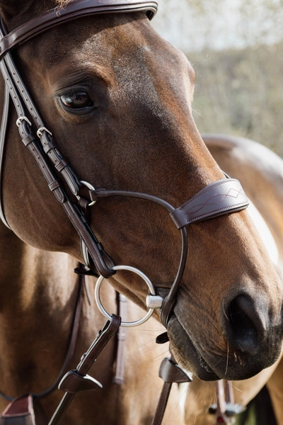 Nachrapnik Dy'on Hybrid New English