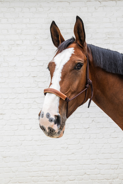 Kantar sznurkowy Kentucky Grooming Deluxe - brązowy