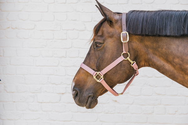 Kentucky kantar Nylon Halter Breakaway - różowy
