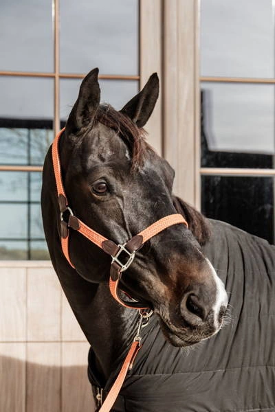 Kentucky kantar pleciony - pomarańczowy