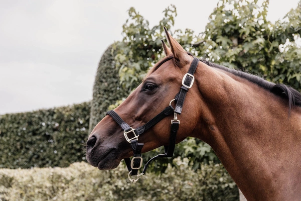 Kentucky kantar pleciony - czarny