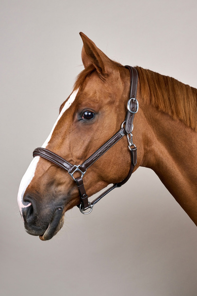 Dy'on kantar Head Collar Fancy - brązowy