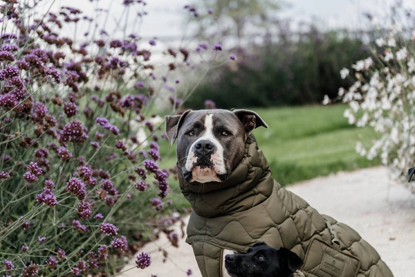 Kentucky derka dla psa Winter Pina - zielona