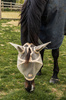  Kentucky Fly Mask Heart - maska na owady - beżowa