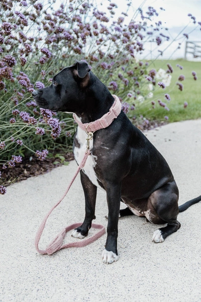 Obroża Kentucky Teddy Fleece - różowa