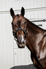 Kentucky kantar Pearls - czarny