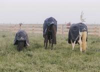 Kentucky derka padokowa Turnout All Weather Waterproof Comfort 0g - granatowa