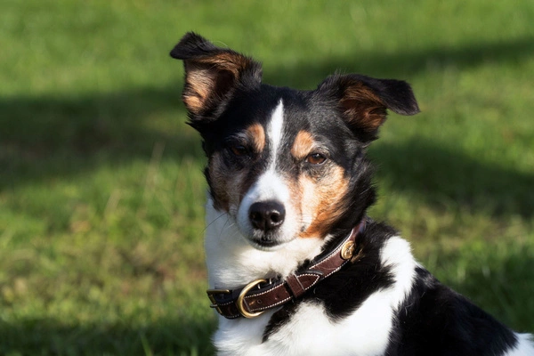 Dy'on obroża Fancy Dog - czarna