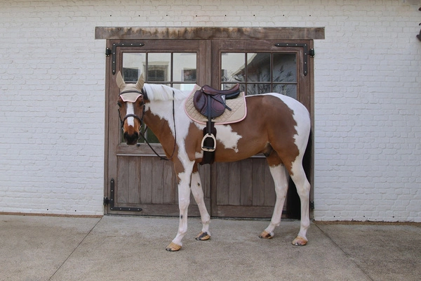 Kentucky czaprak Softshell Onion Quilt - beżowy