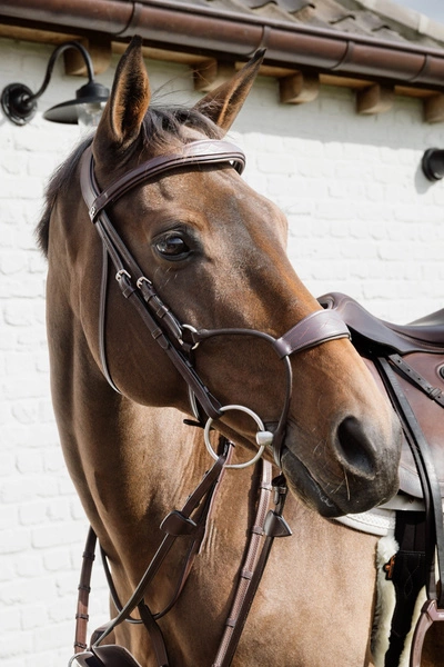 Nachrapnik Dy'on Hybrid New English