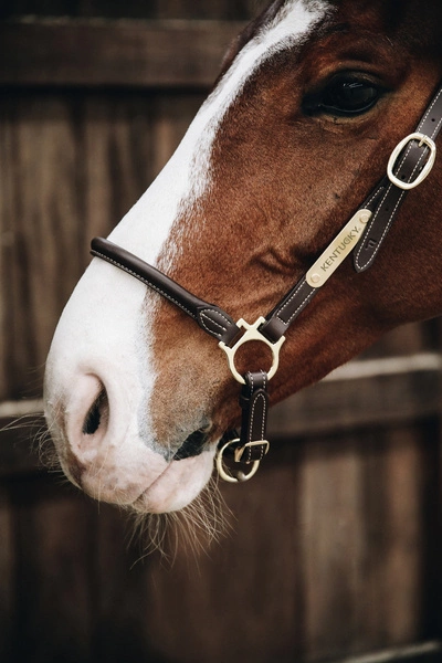 Kentucky skórzany kantar typu "Grooming"