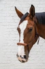 Kantar sznurkowy Kentucky Grooming Deluxe - brązowy