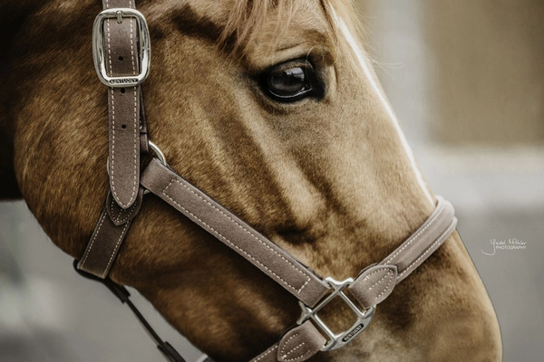 Kentucky anatomiczny kantar zamszowy - brązowy