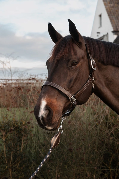 Dy'on kantar US Halter With Adjustment - brązowy