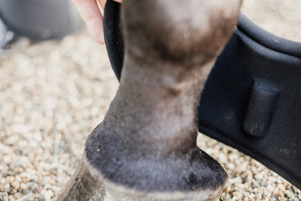 Kentucky kaloszki Heel Protection