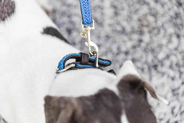 Pleciona smycz Kentucky Nylon 1,2m - błękitna