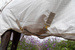 Derka Kentucky Sweet Itch Fly & Summer Sheet Comfort