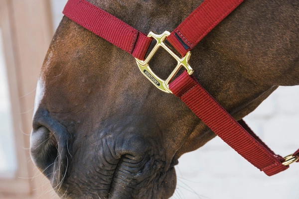 Kentucky kantar Nylon Halter Breakaway - bordowy