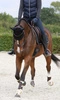 Kentucky skórzane ochraniacze Turnout - brązowe