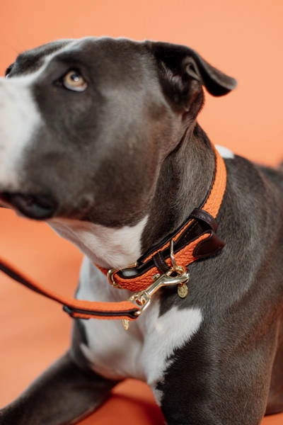 Pleciona obroża dla psa Kentucky - pomarańczowa