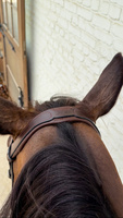 Ogłowie Dy'on New English Flash Noseband Bridle - Soft Collection - brązowe