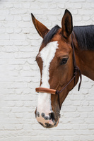 Kantar sznurkowy Kentucky Grooming Deluxe - brązowy